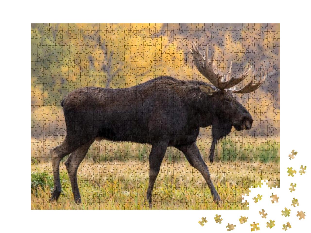 Bull Moose Walking in the Rain... Jigsaw Puzzle with 1000 pieces