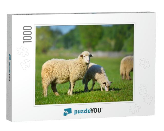 Sheep in a Meadow on Green Grass... Jigsaw Puzzle with 1000 pieces