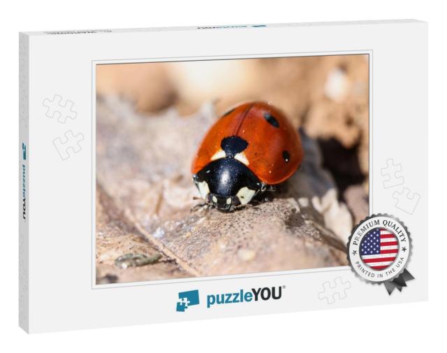 Close Up of a Ladybugs... Jigsaw Puzzle