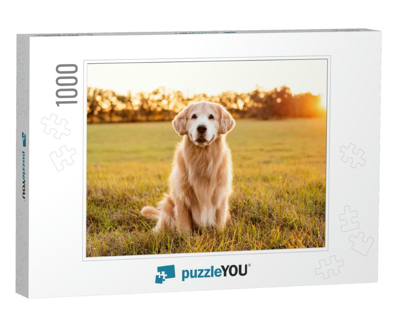 Old Golden Retriever in a Grass Field At Sunset, Beautifu... Jigsaw Puzzle with 1000 pieces