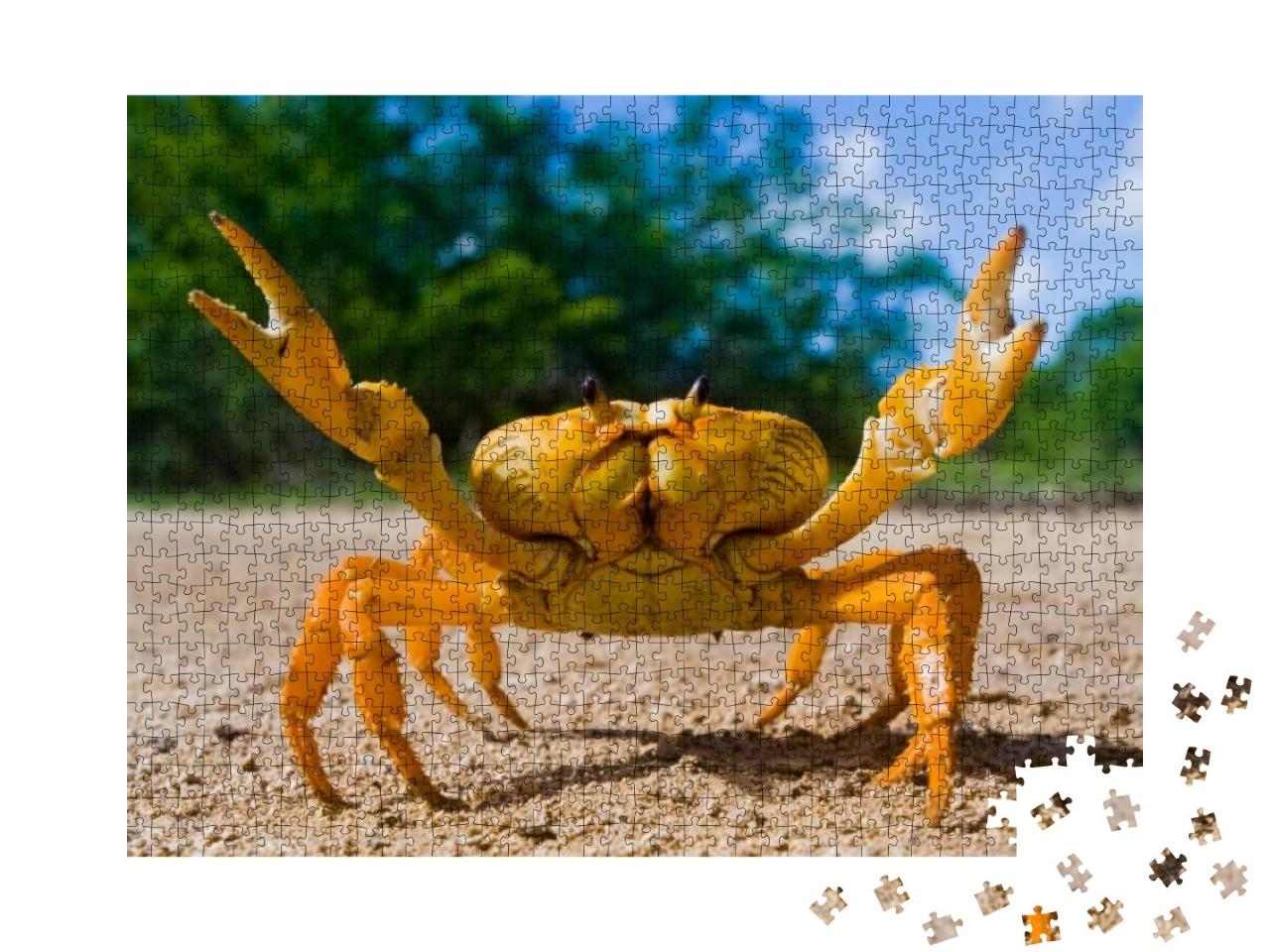 Yellow Land Crab. Cuba... Jigsaw Puzzle with 1000 pieces