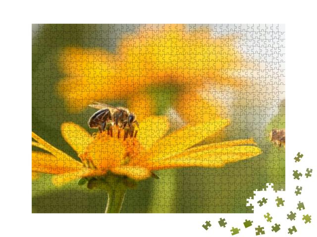 Bee & Flower. Close Up of a Large Striped Bee Collects Ho... Jigsaw Puzzle with 1000 pieces