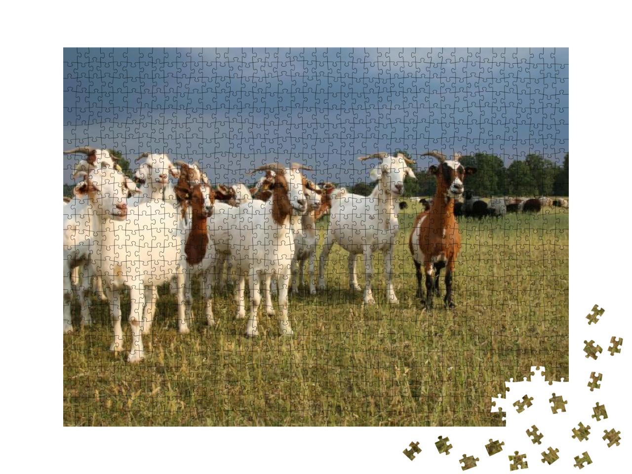 Herd of Goats & Flock of Sheep in the Lueneburger Heath U... Jigsaw Puzzle with 1000 pieces