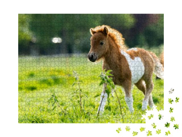 Cute Shetland Foal Walking Through the Meadow, Exploring... Jigsaw Puzzle with 1000 pieces