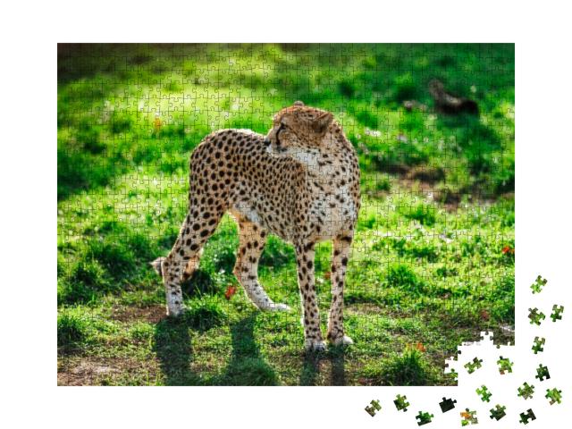 Cheetah Wildcat on the Green Grass During the Sunset... Jigsaw Puzzle with 1000 pieces