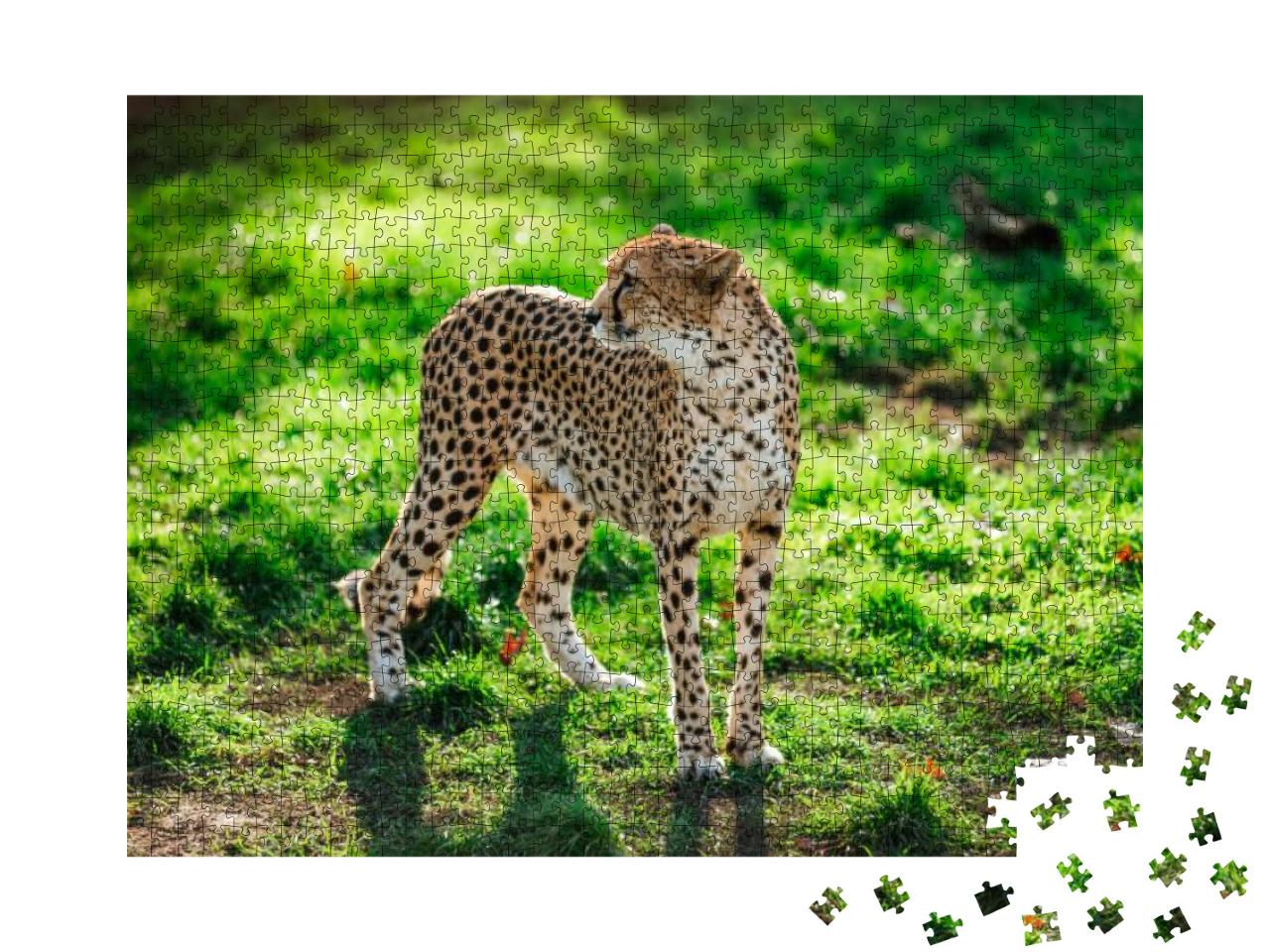 Cheetah Wildcat on the Green Grass During the Sunset... Jigsaw Puzzle with 1000 pieces