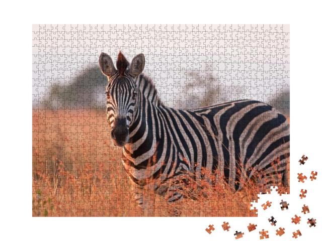 Plains Zebra, Equus Quagga, Equus Burchellii, Common Zebr... Jigsaw Puzzle with 1000 pieces