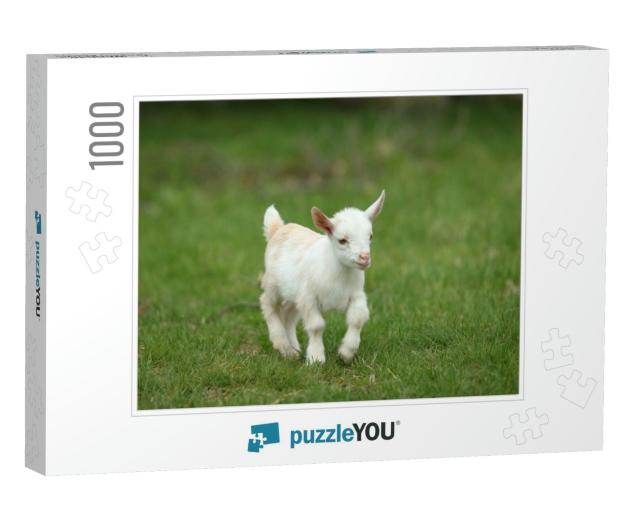 Lovely White Baby Goat Running on Grass, New England, Usa... Jigsaw Puzzle with 1000 pieces