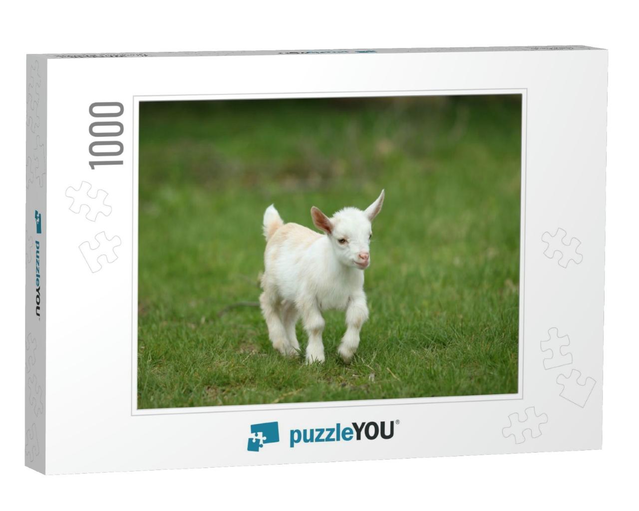 Lovely White Baby Goat Running on Grass, New England, Usa... Jigsaw Puzzle with 1000 pieces