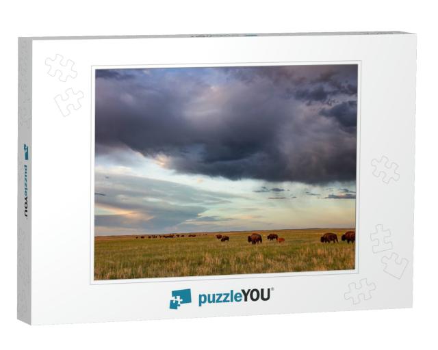 Bison Herd with Calves At Sunrise At Fort Niobrara Nation... Jigsaw Puzzle