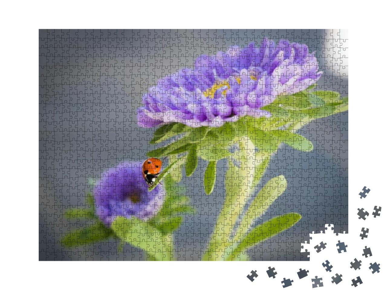A Macro Shot of a Ladybug on a Purple Aster Flower... Jigsaw Puzzle with 1000 pieces