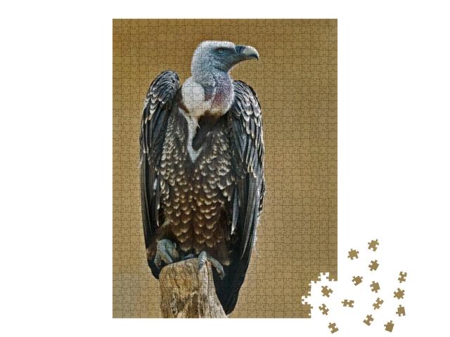 Specimen of Rueppells Griffon Vulture, Gyps Rueppelli... Jigsaw Puzzle with 1000 pieces