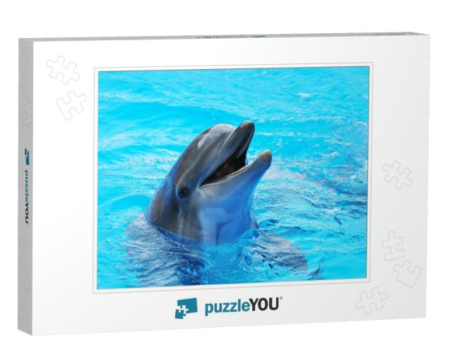 Dolphins Swim in the Pool... Jigsaw Puzzle