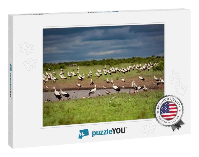A Huge Flock of White Storks... Jigsaw Puzzle