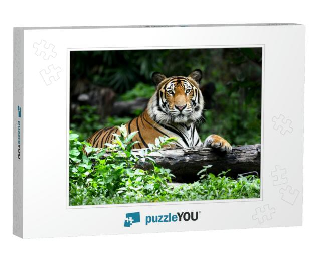 Bengal Tiger in Forest Show Head & Leg... Jigsaw Puzzle