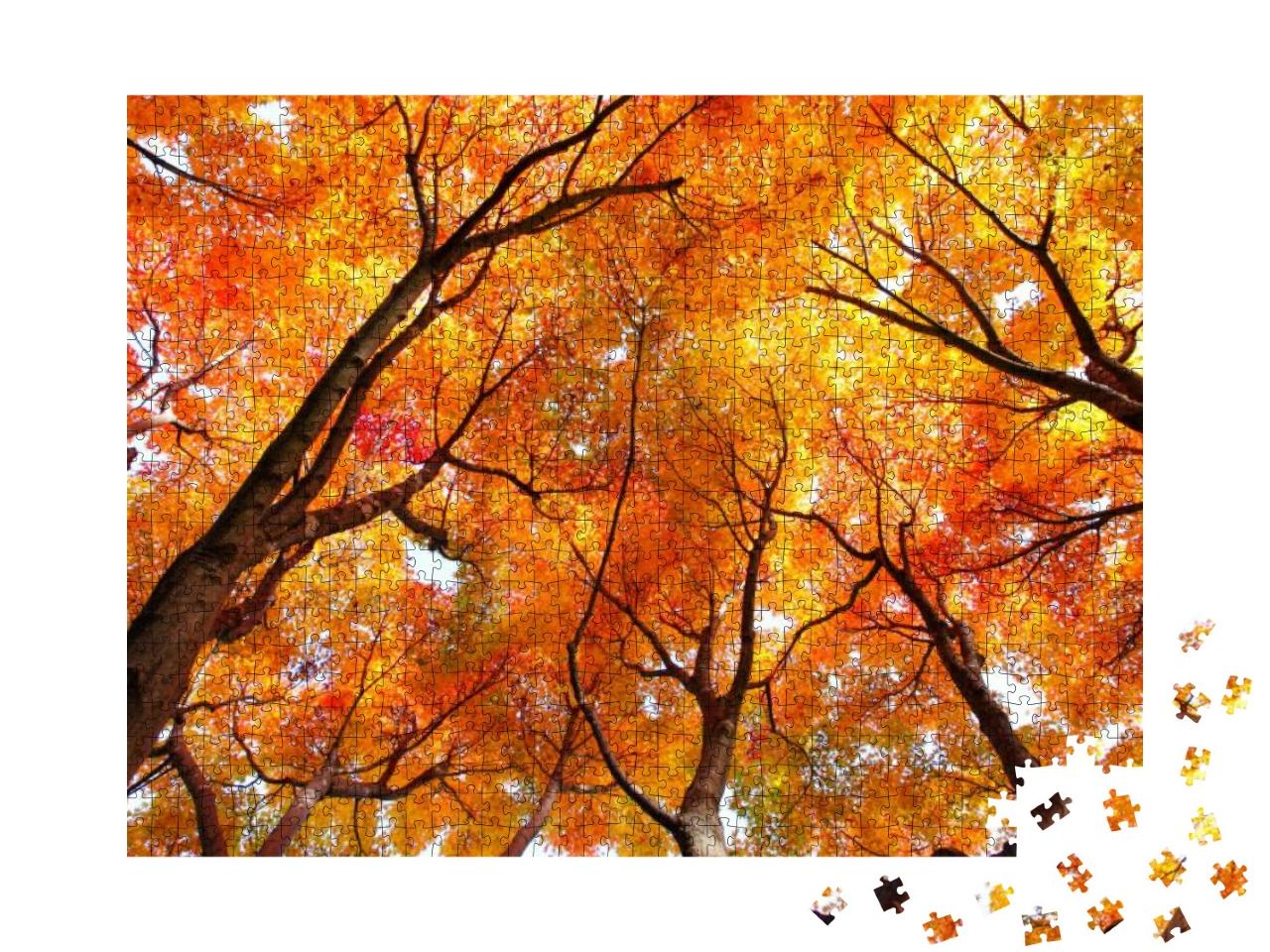 Maple Tree in Autumn... Jigsaw Puzzle with 1000 pieces