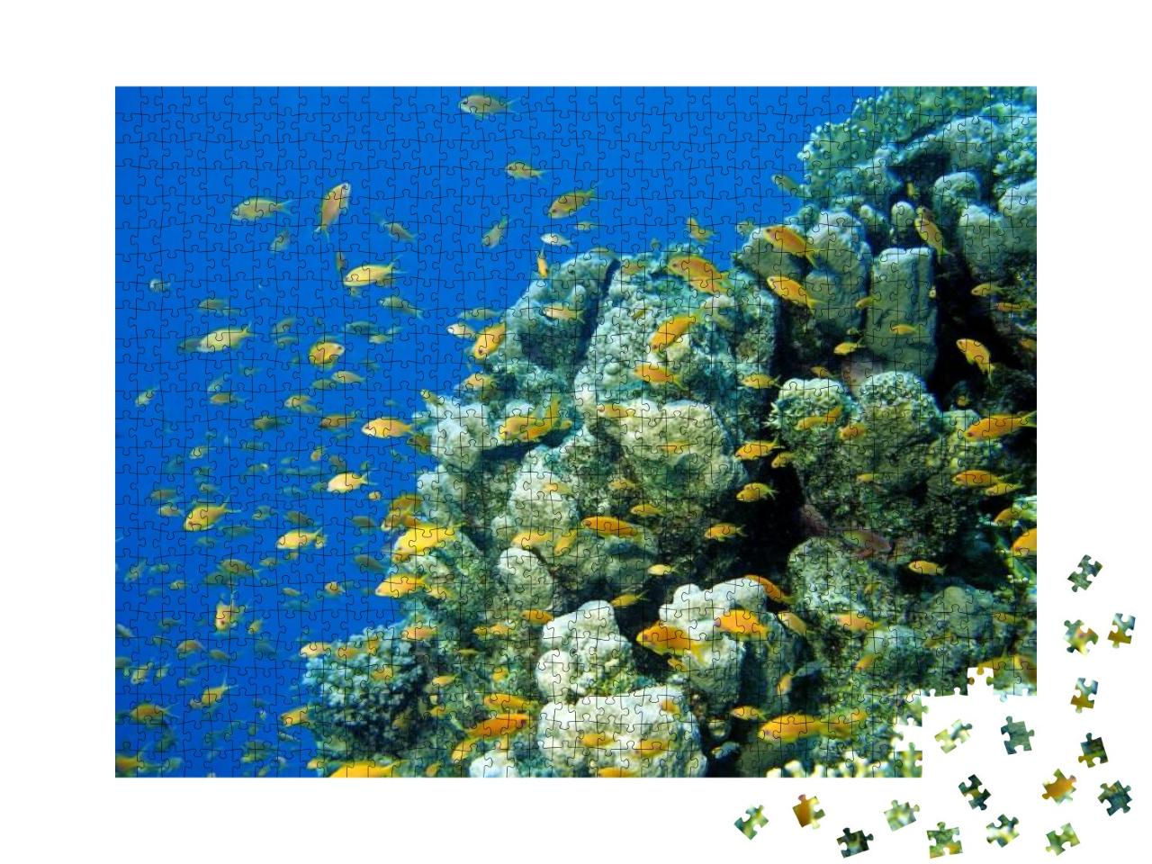 Anthias At Tropical Coral Reef, Red Sea, Egypt... Jigsaw Puzzle with 1000 pieces