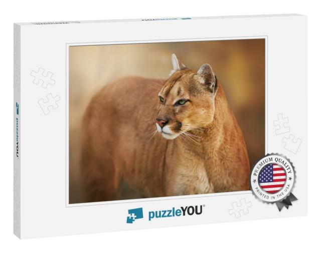 Puma Close Up Portrait with Beautiful Eyes... Jigsaw Puzzle