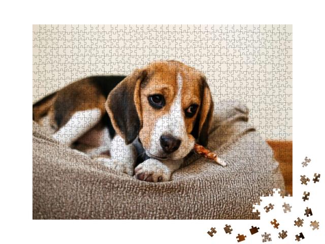 Dog Snack Chewing Sticks for Puppies. Beagle Puppy Eating... Jigsaw Puzzle with 1000 pieces