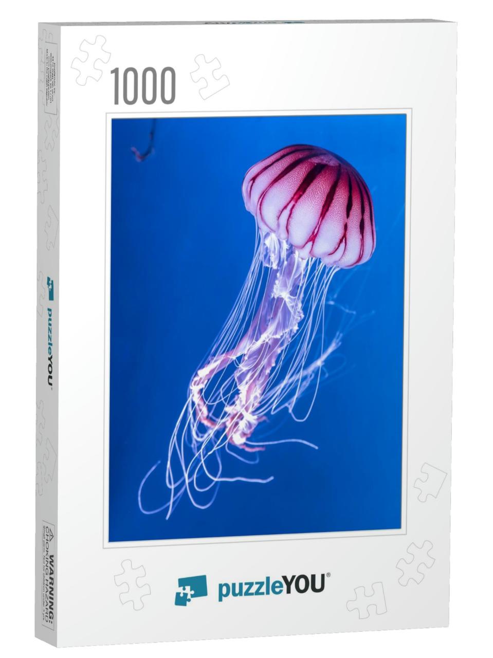 Pacific Sea Nettle Chrysaora Melanaster Jellyfish. Vibran... Jigsaw Puzzle with 1000 pieces