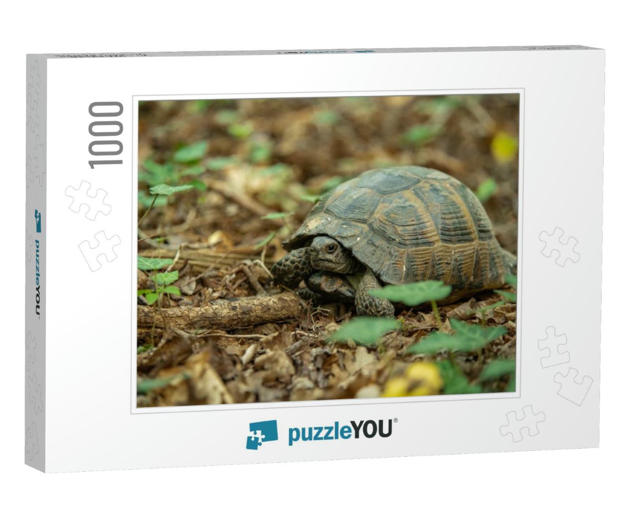 The Greek Tortoise Testudo Graeca, Also Known Co... Jigsaw Puzzle with 1000 pieces