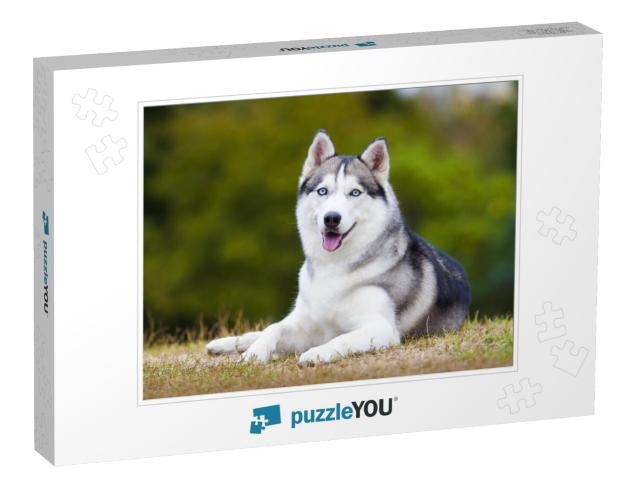 Portrait of Siberian Husky... Jigsaw Puzzle