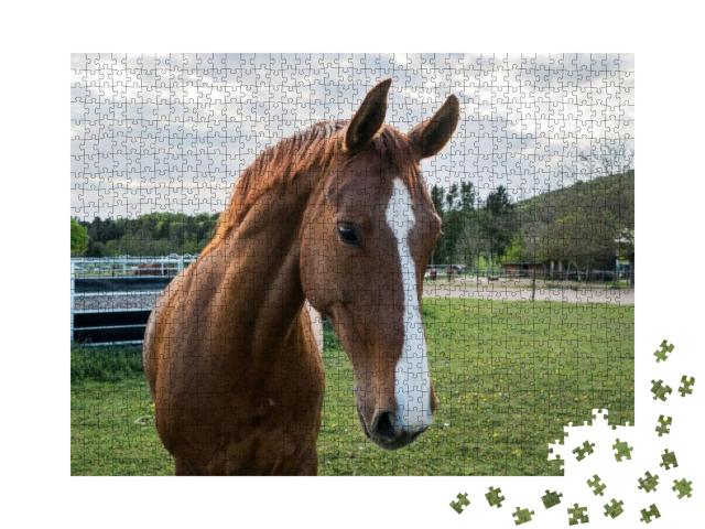 Horse Looking At the Camera While Eating Grass, Beautiful... Jigsaw Puzzle with 1000 pieces