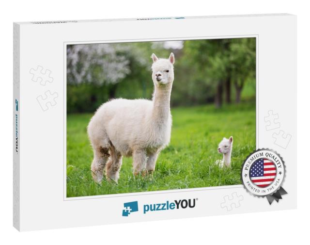 White Alpaca with Offspring, South American Mammal... Jigsaw Puzzle