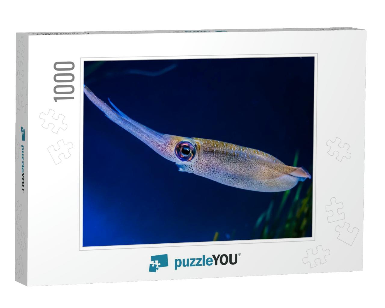 Bigfin Reef Squid Sepioteuthis Lessoniana Live in the Dee... Jigsaw Puzzle with 1000 pieces