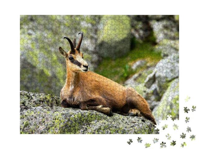 Calm Tatra Chamois, Rupicapra Rupicapra, Lying Down on a... Jigsaw Puzzle with 1000 pieces