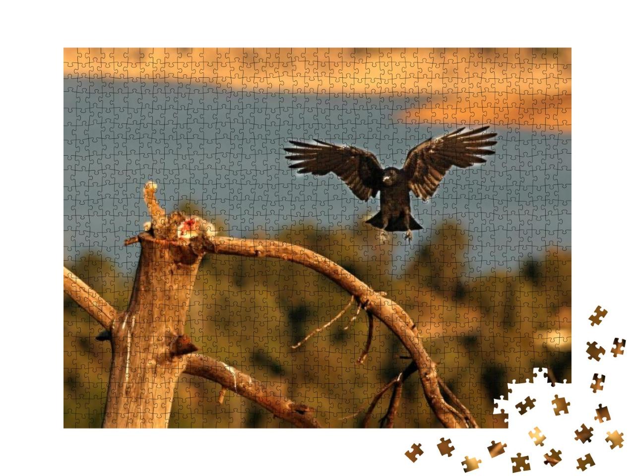 The Common Raven Corvus Corax Landing to the Branch with... Jigsaw Puzzle with 1000 pieces