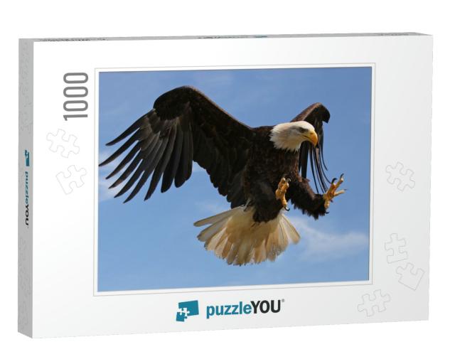 Eagle in Flight... Jigsaw Puzzle with 1000 pieces