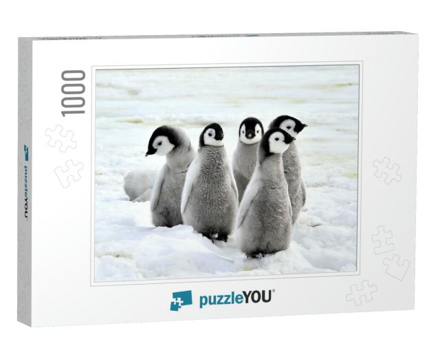 Emperor Penguin Chicks on the Snow in Antarctica... Jigsaw Puzzle with 1000 pieces