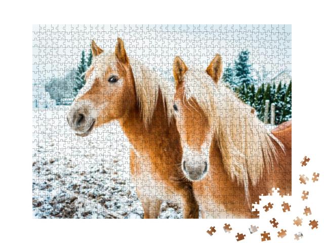 Haflinger Horses, Horse Couple Standing in Snow on a Cold... Jigsaw Puzzle with 1000 pieces