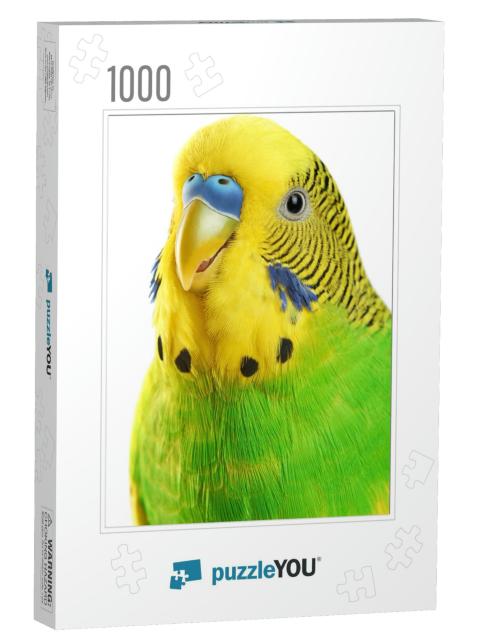 Budgerigar. Parrot Isolated on White Background. Close Up... Jigsaw Puzzle with 1000 pieces