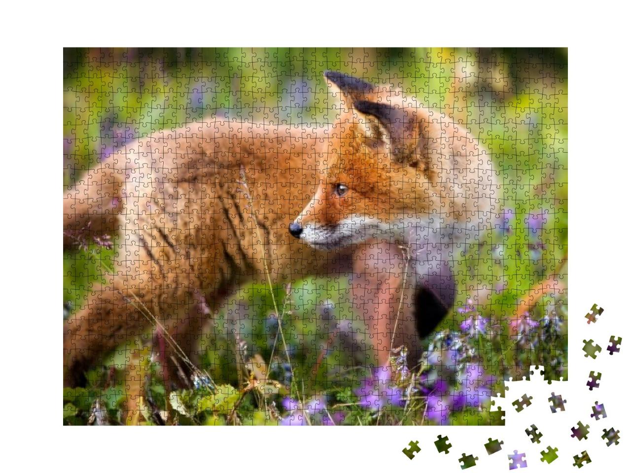 Portrait of a Beautiful & Curious Red Fox Cub Encountered... Jigsaw Puzzle with 1000 pieces