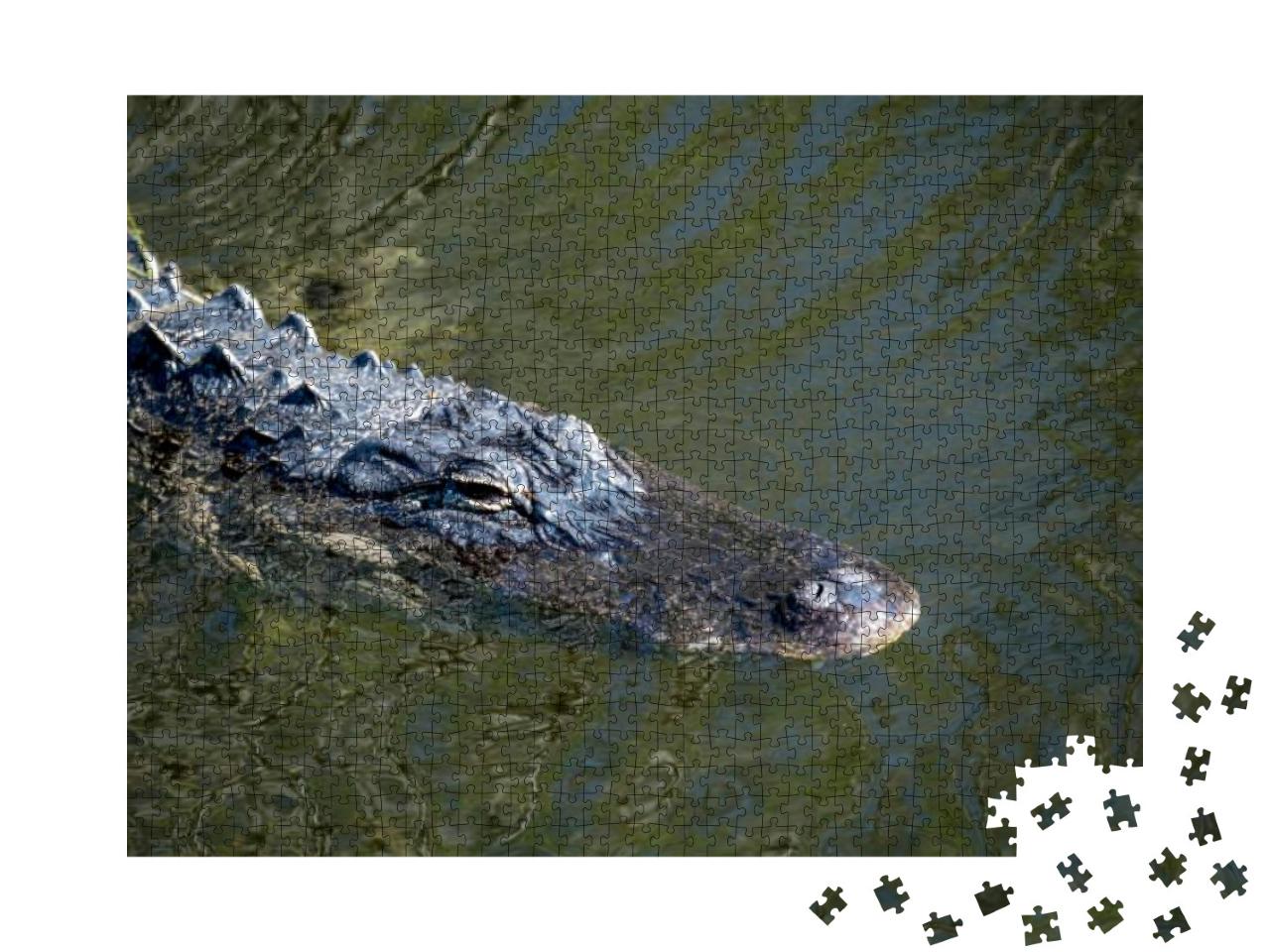 Ochopee, Florida. American Alligator, Alligator Mississip... Jigsaw Puzzle with 1000 pieces