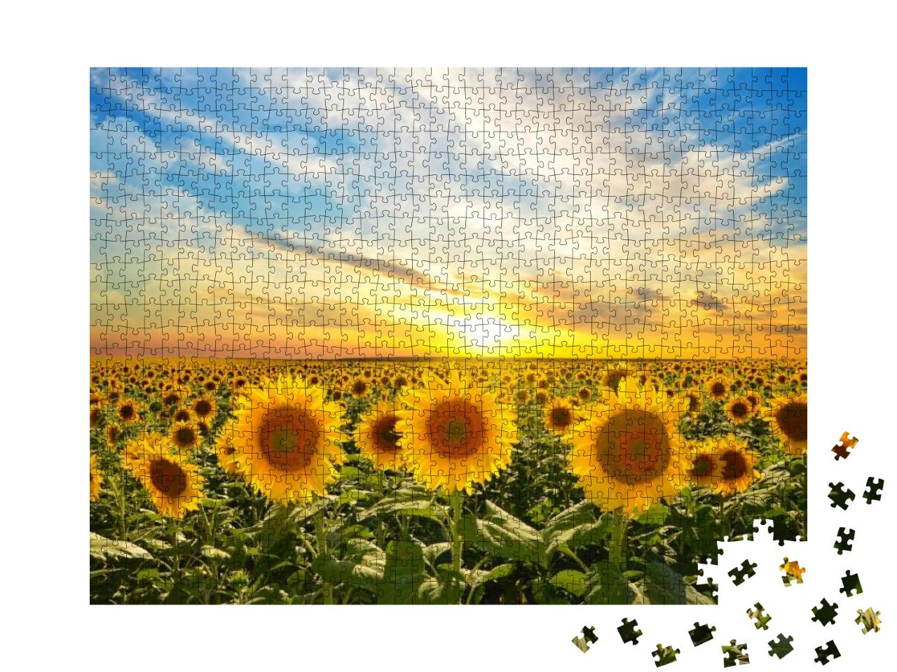 Field of Blooming Sunflowers on a Background Sunset... Jigsaw Puzzle with 1000 pieces