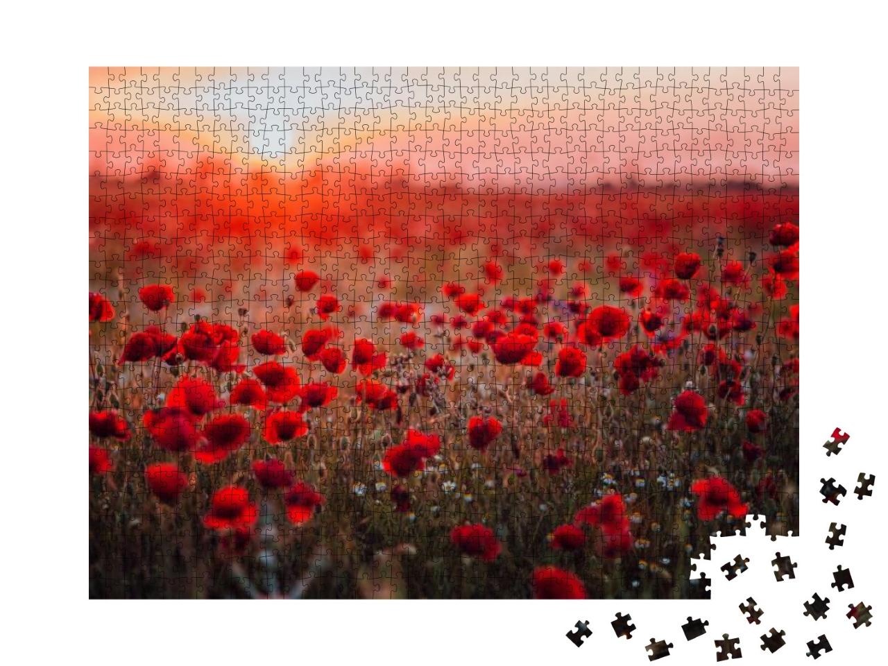 Beautiful Field of Red Poppies in the Sunset Light. Russi... Jigsaw Puzzle with 1000 pieces