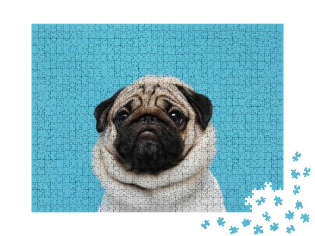 Adorable Dog Pug Breed Making Angry Face & Serious Face o... Jigsaw Puzzle with 1000 pieces
