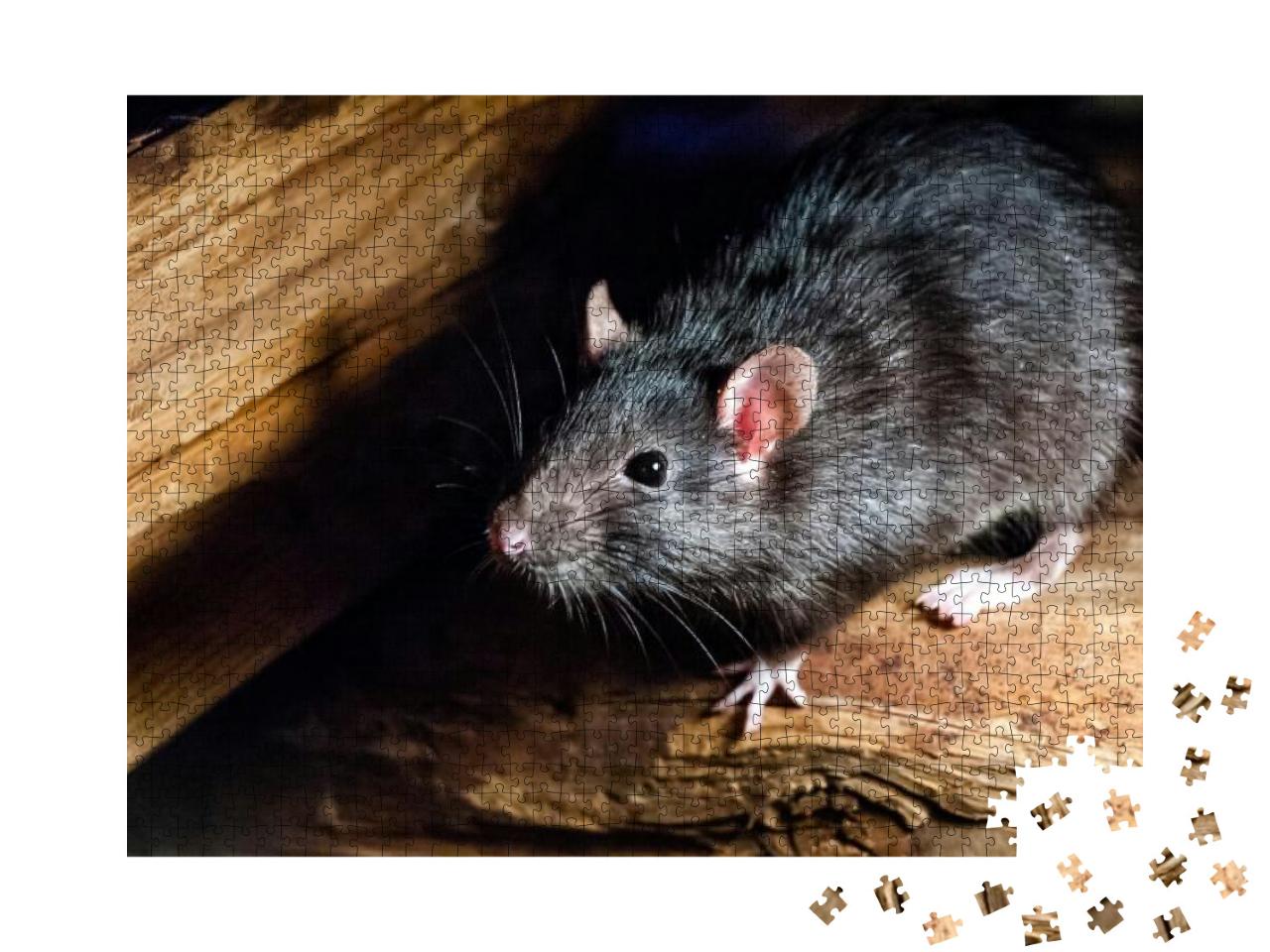 The Black Rat Rattus Rattus, Also Known as Ship Rat, Roof... Jigsaw Puzzle with 1000 pieces