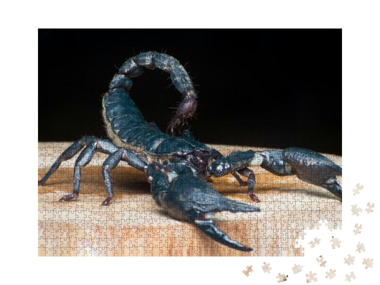 Extreme Macro Close Up the Giant Forest Scorpion Heterome... Jigsaw Puzzle with 1000 pieces