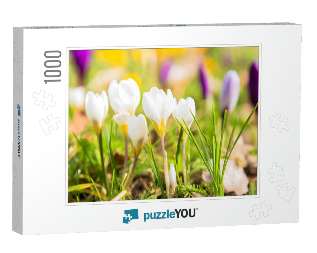 The First Spring Flowers Crocus. White Spring Fragrant Fl... Jigsaw Puzzle with 1000 pieces