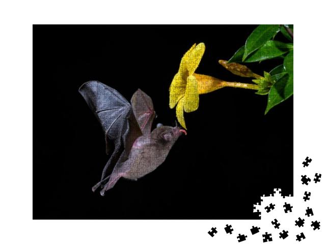 Pallass Long-Tongued Bat - Glossophaga Soricina, New Worl... Jigsaw Puzzle with 1000 pieces