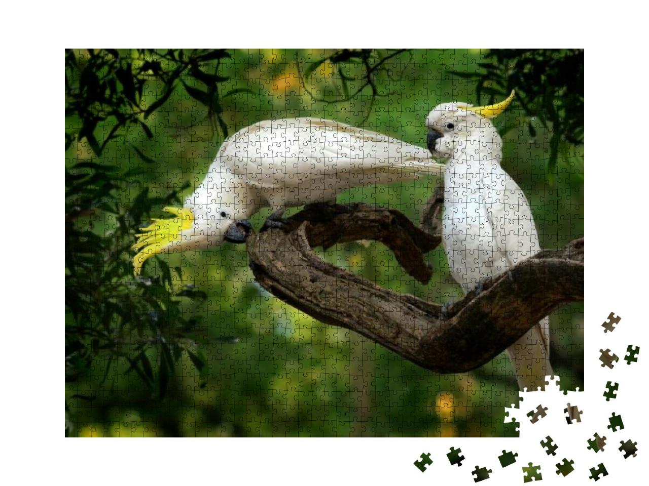 Cacatua Galerita - Sulphur-Crested Cockatoo Sitting on th... Jigsaw Puzzle with 1000 pieces