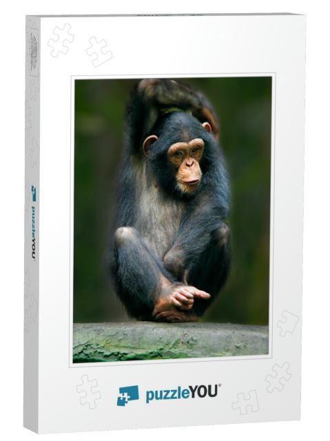 The Chimpanzee Pan Troglodytes, Also Known as the Common... Jigsaw Puzzle