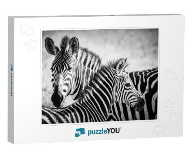 A Zebra Mother Feeds Her Cub in the Serengeti National Pa... Jigsaw Puzzle