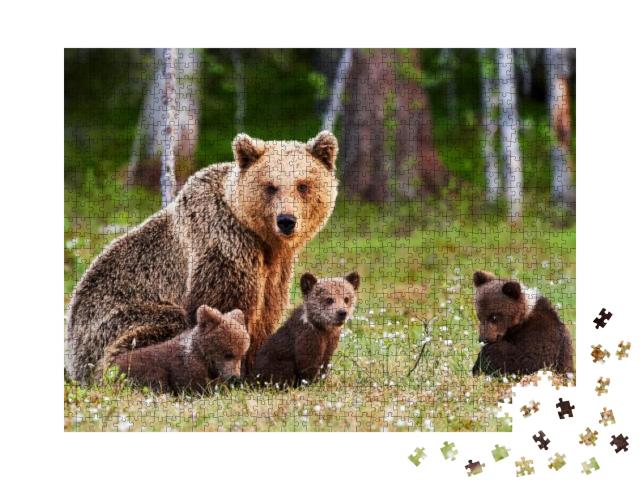 Brown Mother Bear Protecting Her Cubs in a Finnish Forest... Jigsaw Puzzle with 1000 pieces