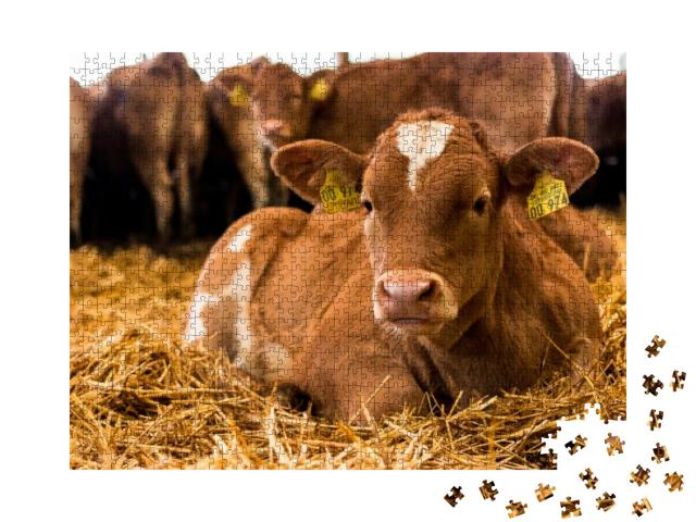 Beef-Cattle Calves Resting in Straw in the Barn... Jigsaw Puzzle with 1000 pieces