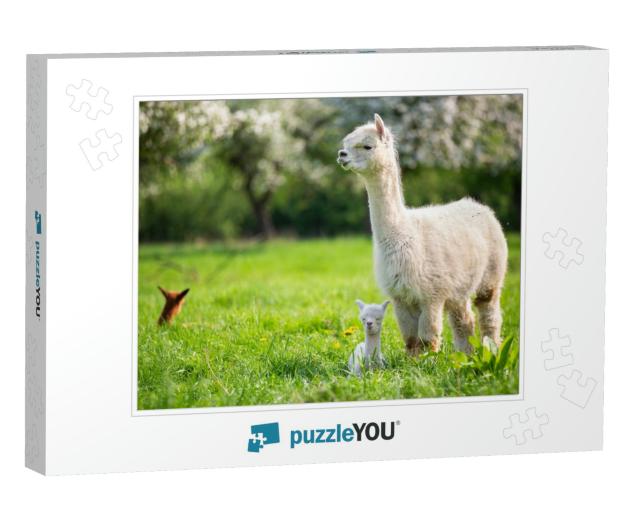 White Alpaca with Offspring, South American Mammal... Jigsaw Puzzle